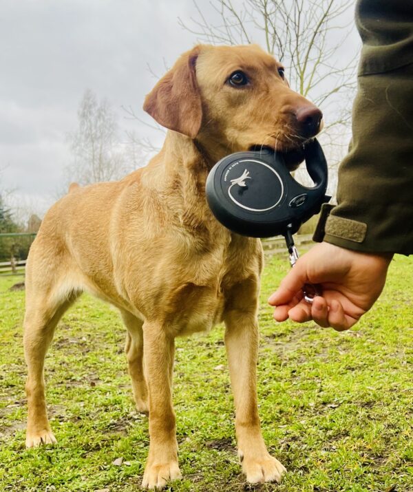 Ausbildung zum TherapiehundeTeam - Sozialpartner Hund – Bild 2