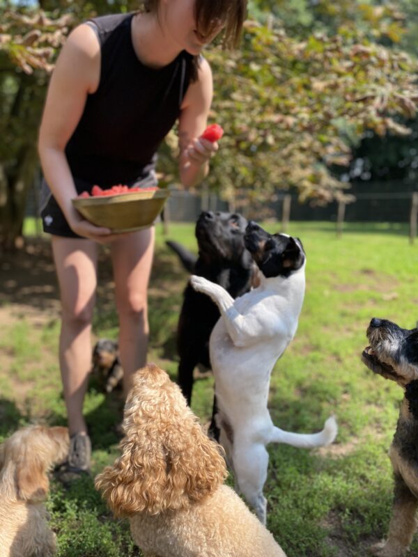 DogDay - ein Erlebnistag für Hunde  (zum selber bringen) – Bild 4