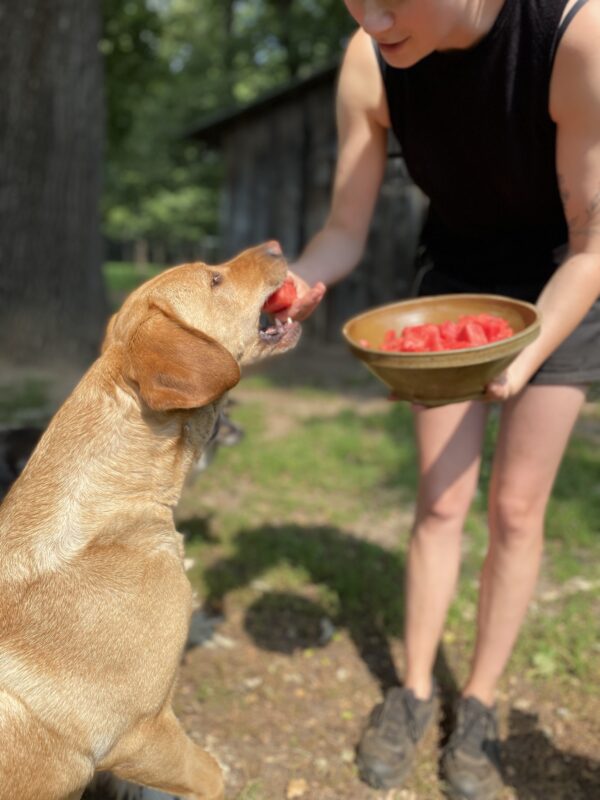 DogDay - ein Erlebnistag für Hunde  (zum selber bringen) – Bild 5