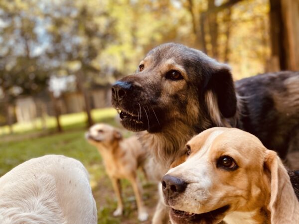 DogDay - ein Erlebnistag für Hunde  (zum selber bringen) – Bild 8