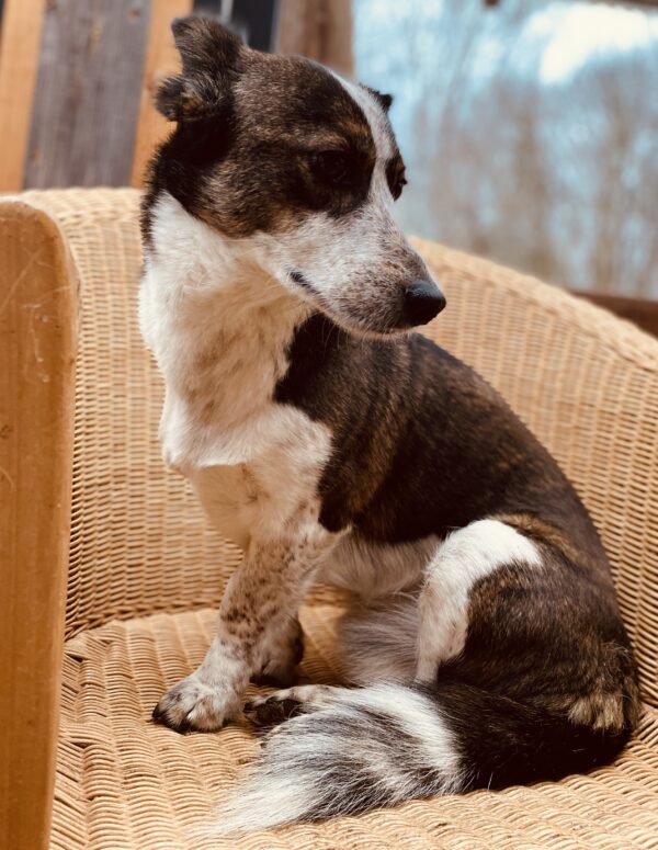 DogDay - ein Erlebnistag für Hunde  (zum selber bringen) – Bild 3