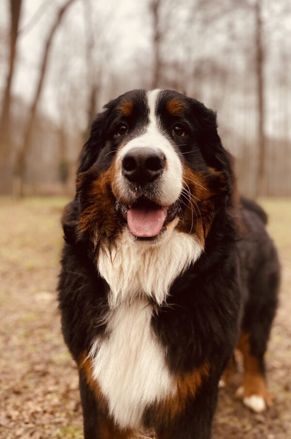 DogDay - ein Erlebnistag für Hunde  (zum selber bringen) – Bild 9